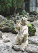 wave.gif image by DabblingD