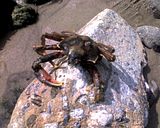 Crab.jpg